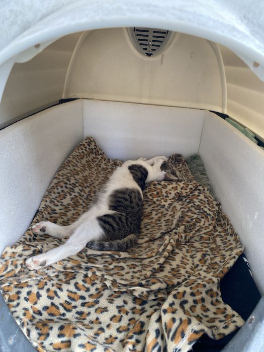 Малки котенца