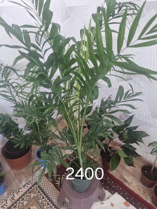 Комнатные  растение