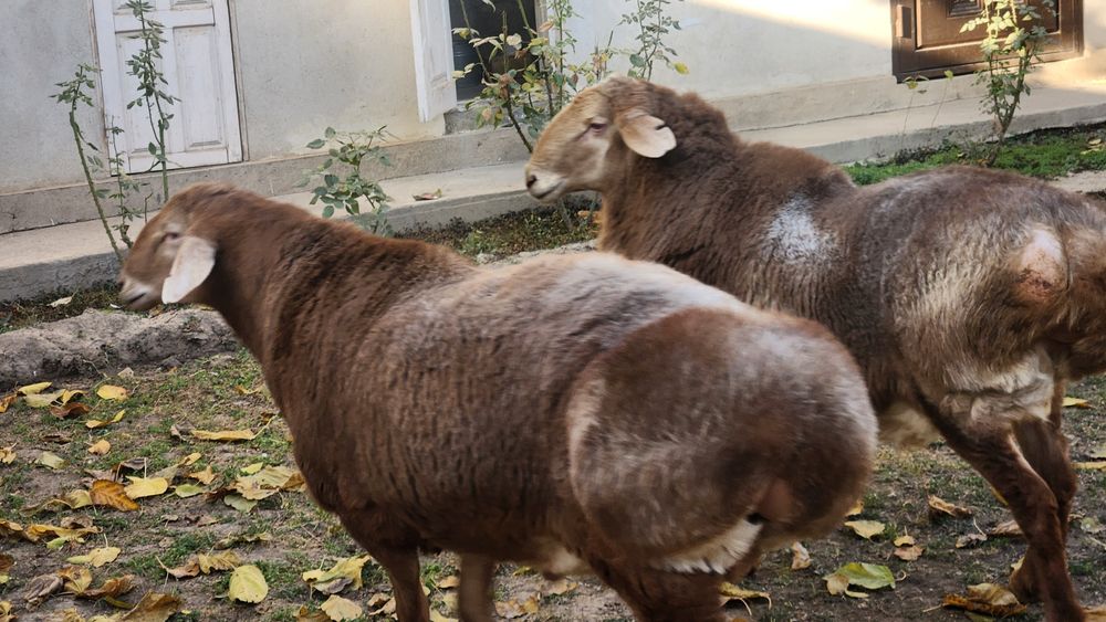 Зотга арашан кучкорлар сотилади живой вес 135 кг тозза арашан  живой в