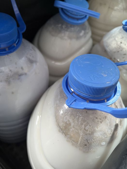 Свежий қумыс оптом 1200тг