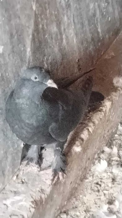 Продам голубей пароды Такла.