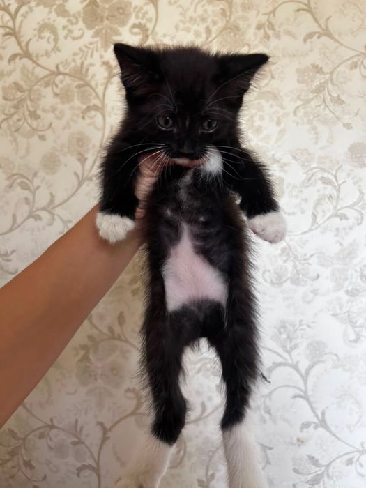 Отдам котят в добрые руки