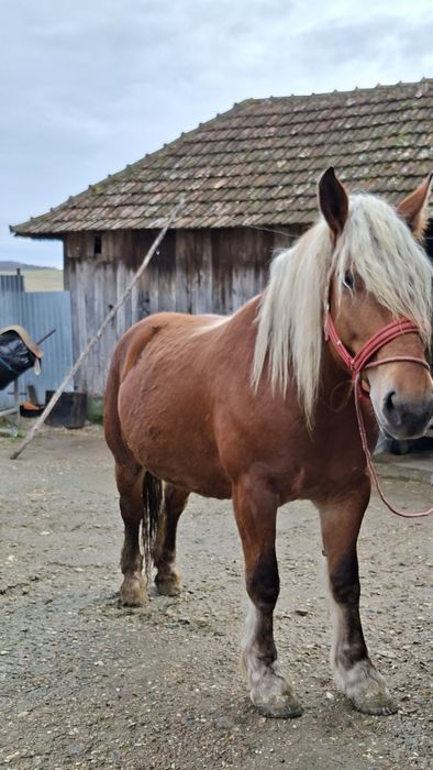 Iapă de vânzare de 5 ani
