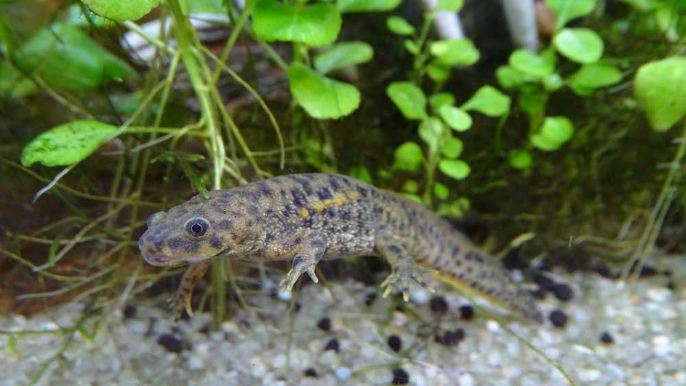 Тритон аквариумный