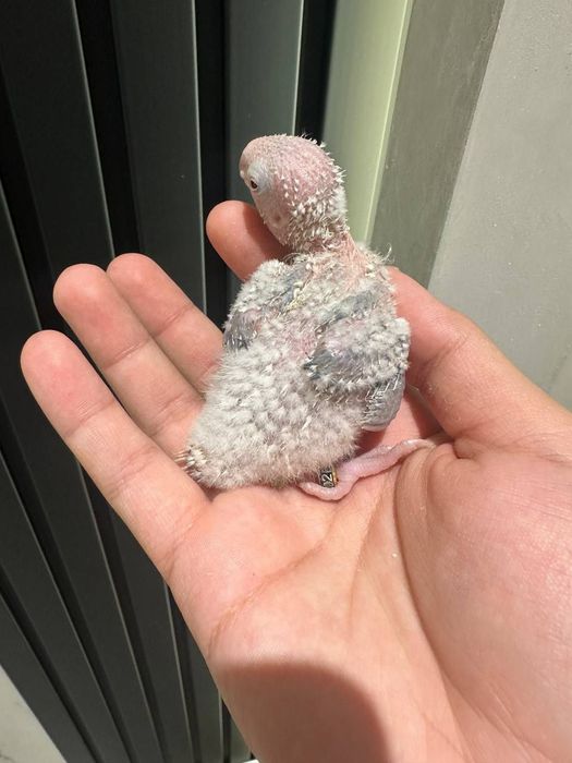 Perrura joʻjasi sotuvda