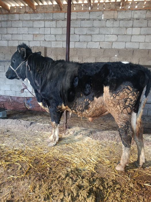 Буқа сатылады аа