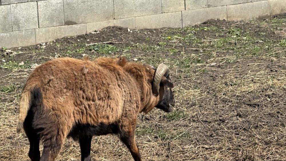 Oi si mieluțe camerunez de vânzare