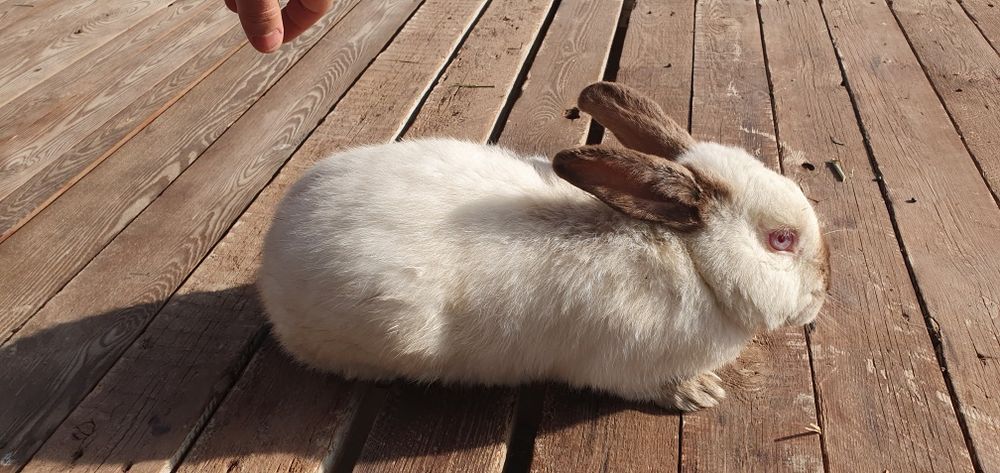 Kaliforniya quyonlar bollari