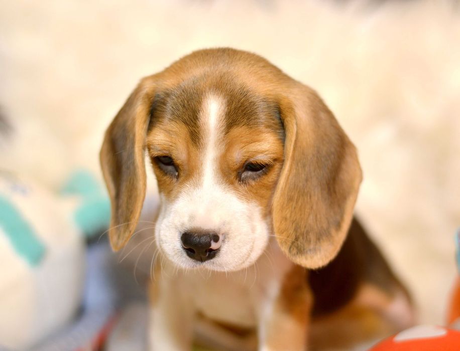 Pui Beagle tricolor din parinti cu pedigree