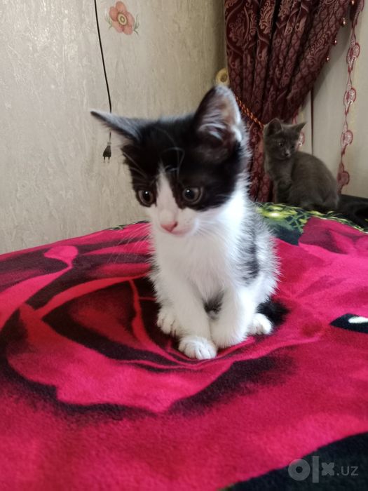 Котята, бесплатно