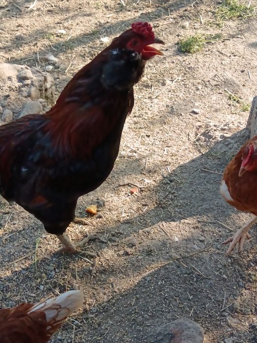 Vând găină și cocoș rasa Arauncana