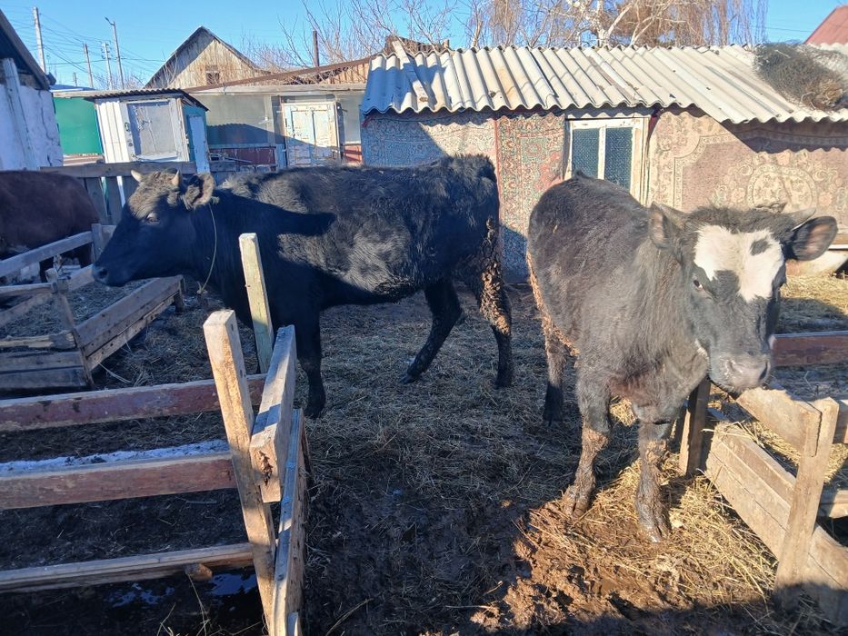 Продам корову с теленком
