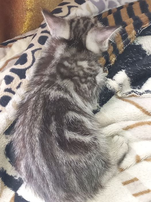 Продам котят скоттиш страйт и скоттиш фолд.
