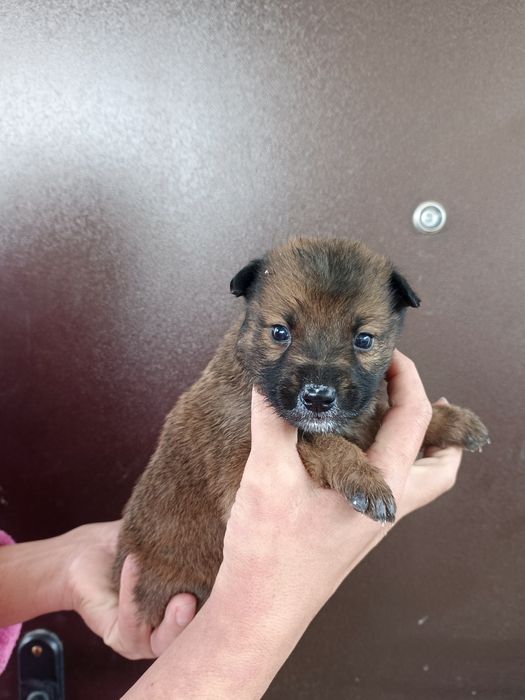 Щенки Бесплатно!