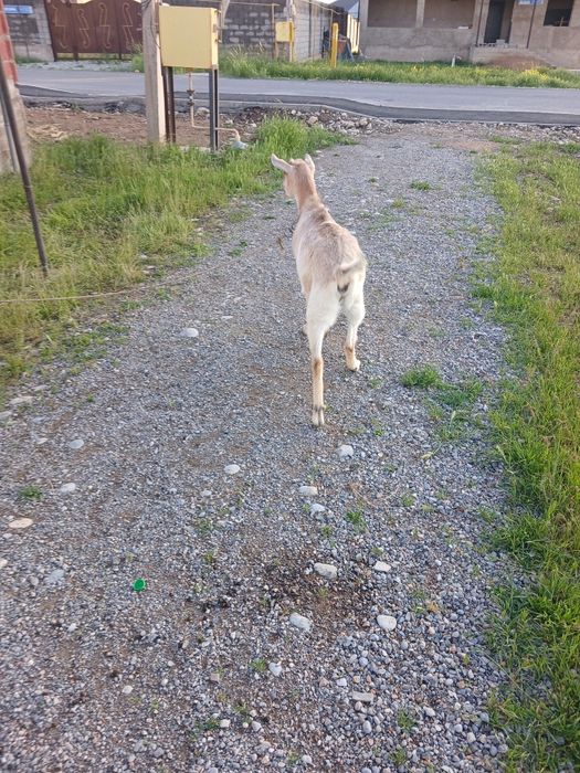 Алпи сатылад жақсы