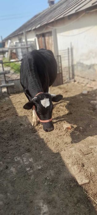 Vand Vaca si Aparat de muls