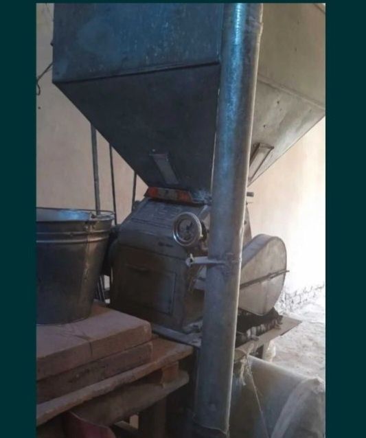 Xoroz sotiladi 30 lik