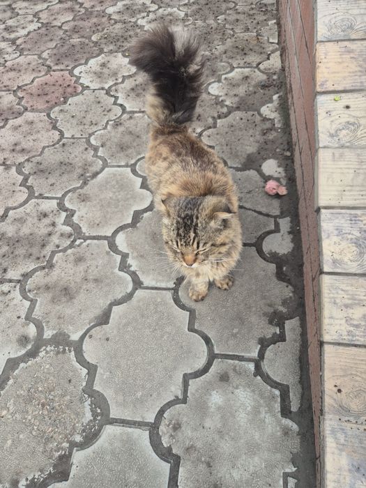 Кошка кто потерял ?