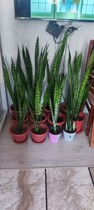 Гуллар Офис ва Уй учун