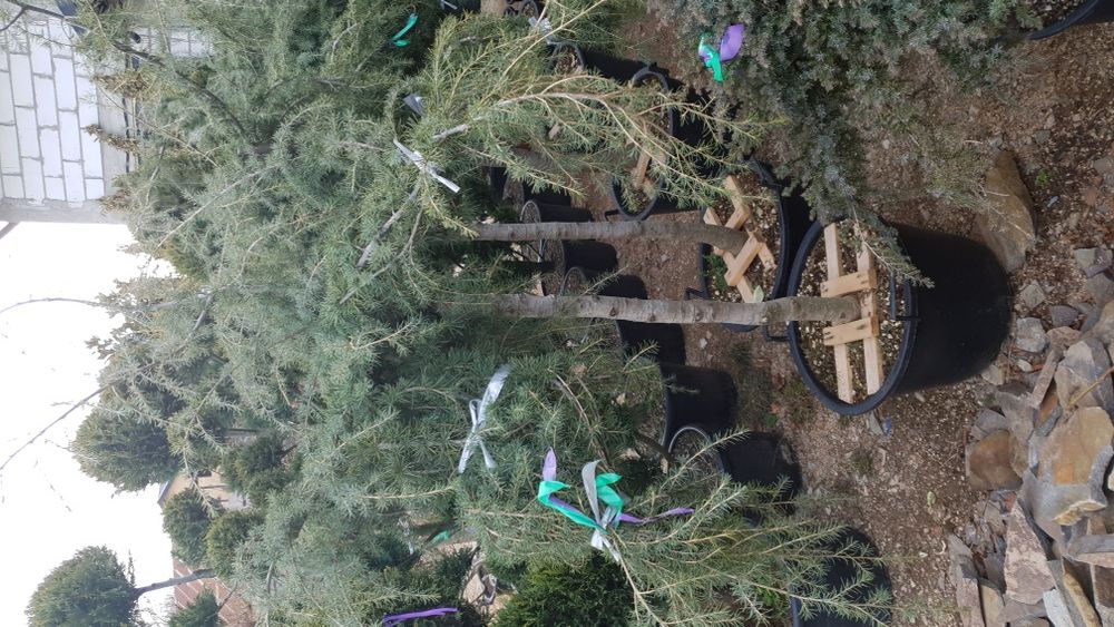 Vindem spirală din Cupressus arizonica cedru fotinia