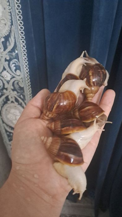 Ulitkalar sotivda boor