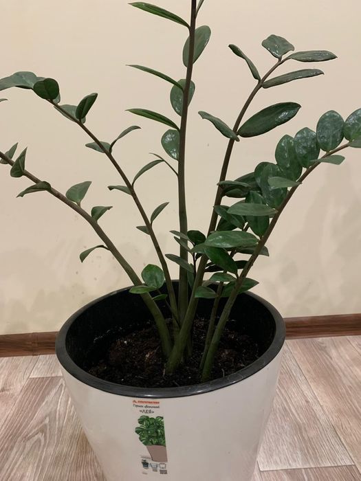 Долларовое дерево