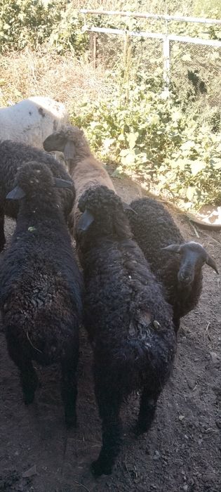 Продам баранов молодые курдычные