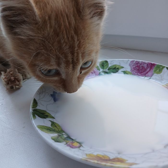Отдам  котёнка  в добрые  руки