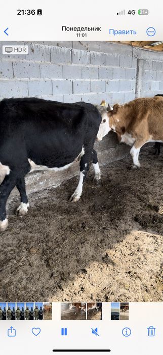 Сиыр сатылады 11 бас