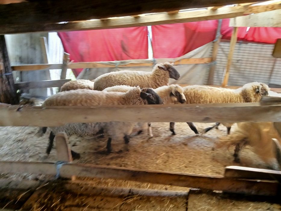 Vind oi sufok, capre și iede alpine și anglonubiene.