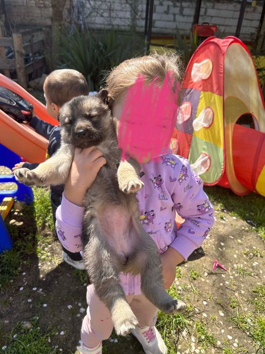 Подарявам кученца,баща -хъски,майка -немска овчарка.