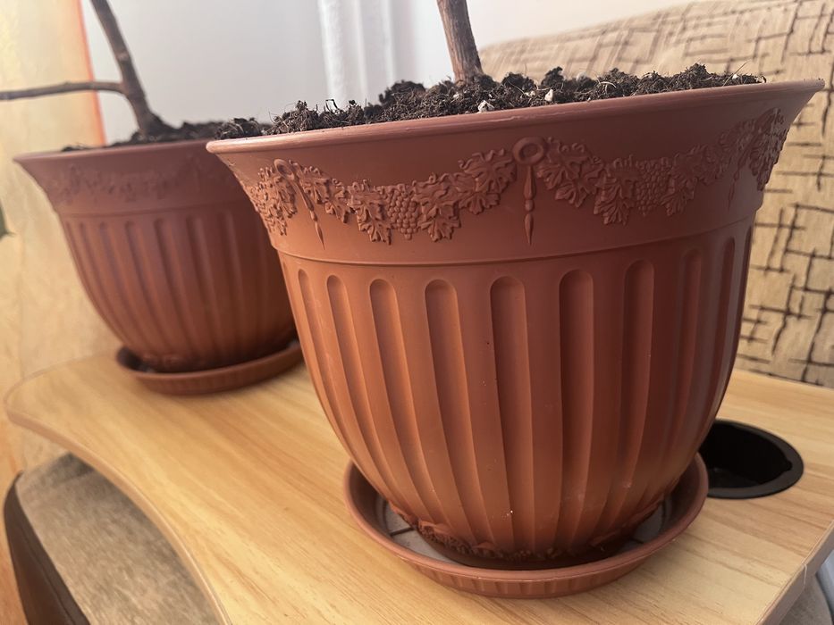 Vand Urgent Ficus elastica vargat (Tineke) si Ficus Classic + 2 ghivece de 12 l fiecare