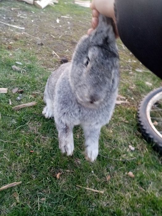 Продам кроликов или обмен