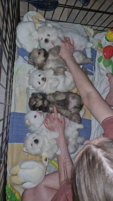 Шпиц кобель вязка