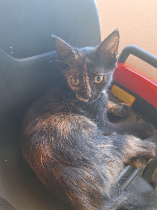 Pisicuțe adoptie