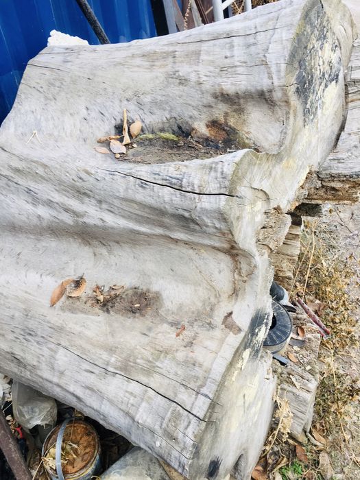 Спилы - Тополя …..