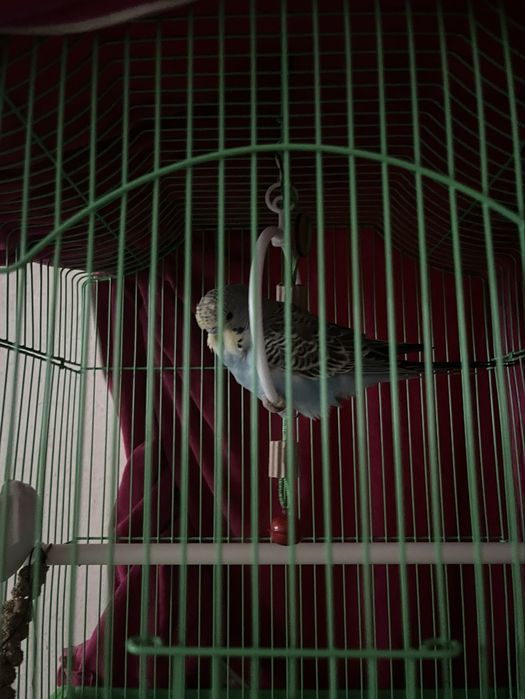 Попугай Волнистый