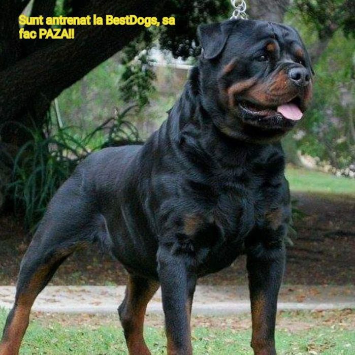 Dresaj canin la domiciliu