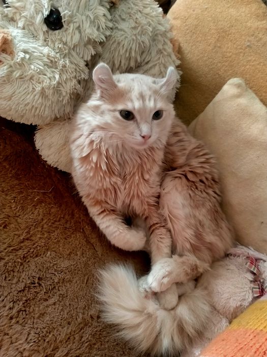 Американский кёрл