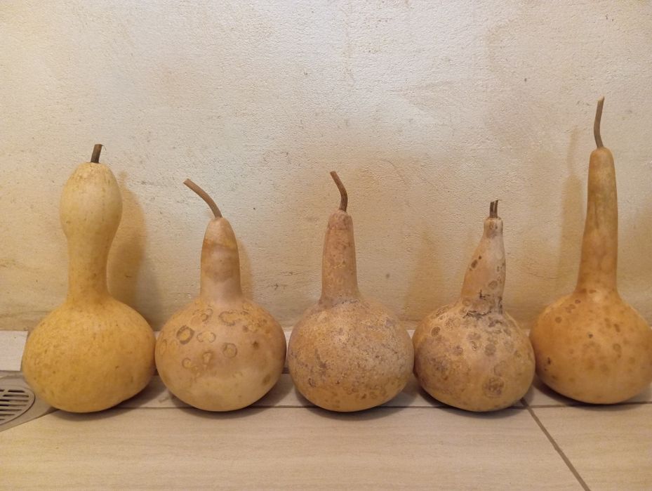 Декоративни тиквички и кратуни