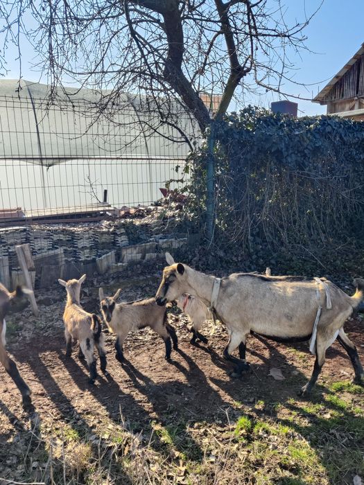 Iezi alpina franceza