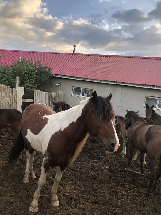 Айғыр сатылады 650 000  !!!