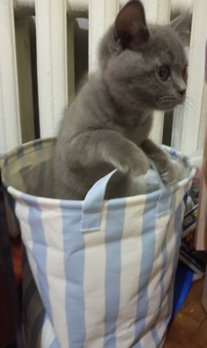 Британска късокосместа