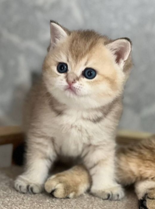 Британский чистокровный мальчик золотая шиншилла