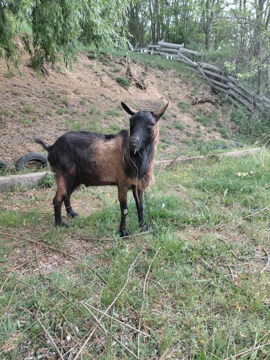 Vând țap și iezi