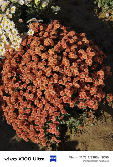 Хризантема Глобус