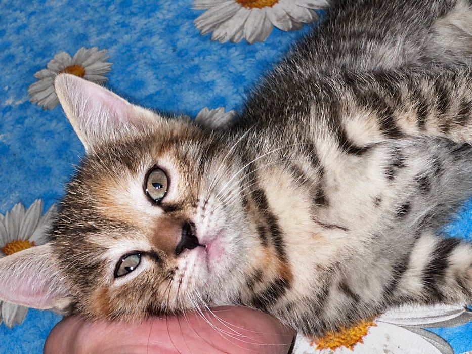 2 котенка девочки Бесплатно!