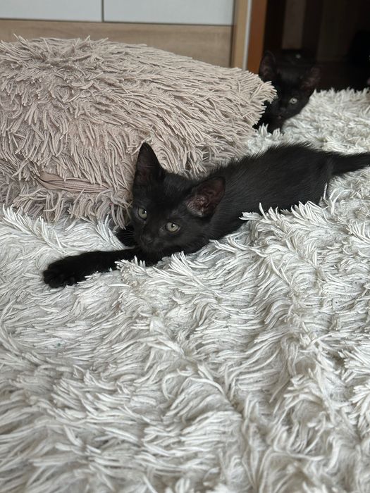 Подарявам малко коте