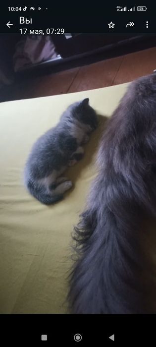 Срочно подарю котёнка в хорошие руки