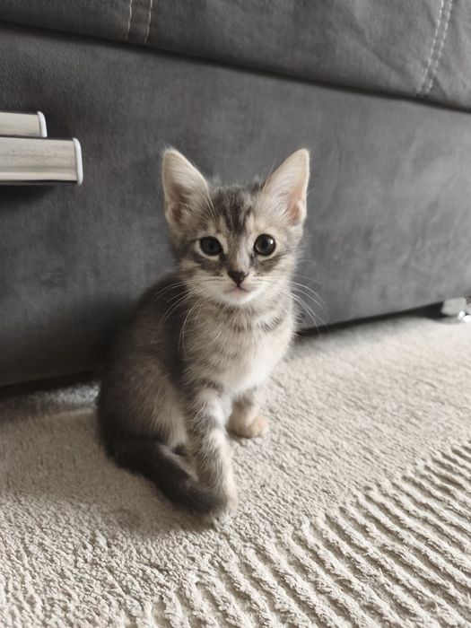 Котенок девочка.